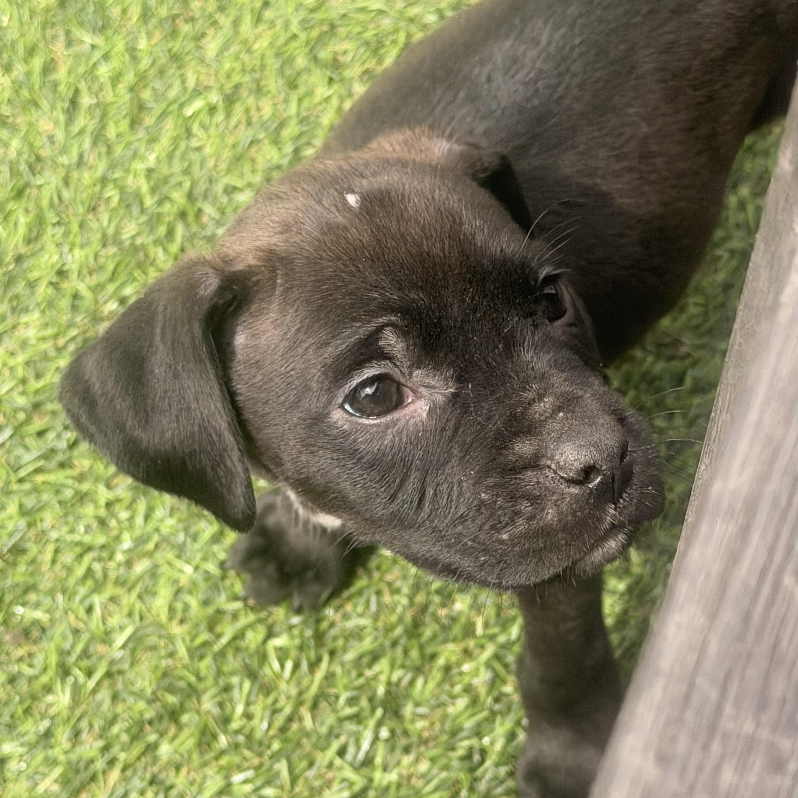 Enlarge Gia, a ADOPTABLE mixed breed in Wilmington, IL image 3/5