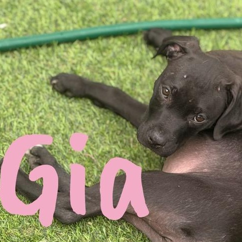 Gia, a ADOPTABLE Pit Bull Terrier in Wilmington, IL image 2/3