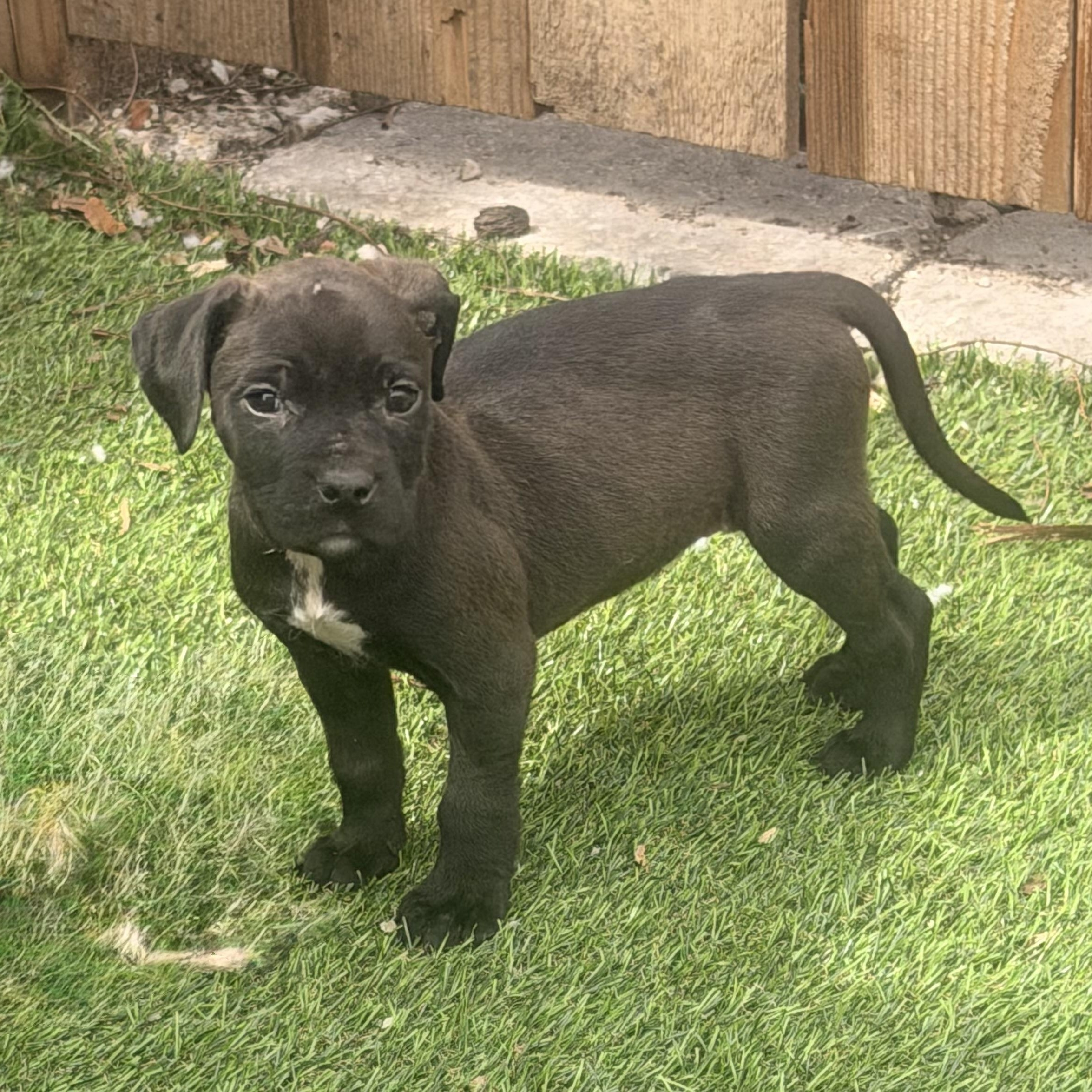 Gia, ADOPTABLE, Puppy Female Pit Bull Terrier & Hound.