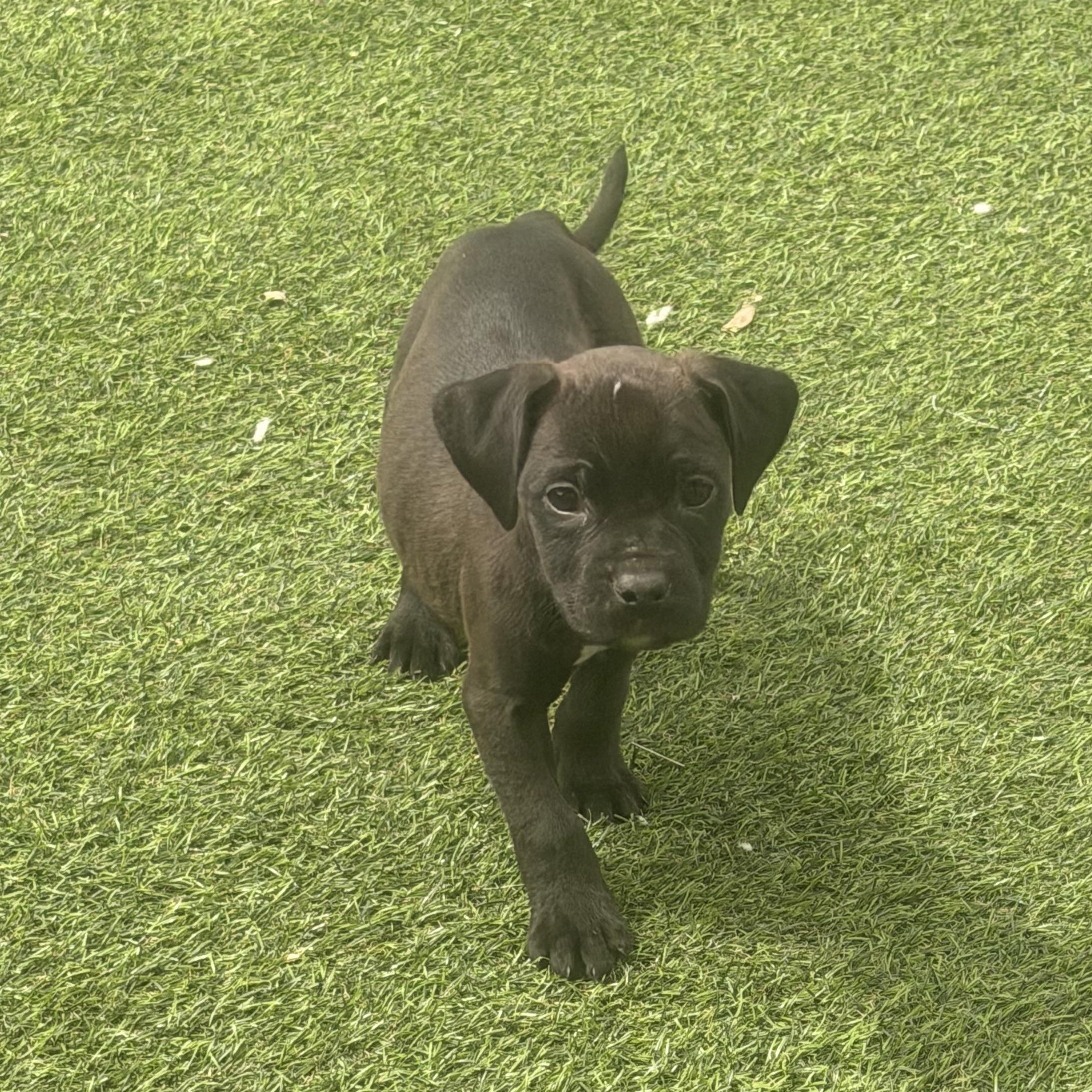 Enlarge Gia, a ADOPTABLE mixed breed in Wilmington, IL image 4/5