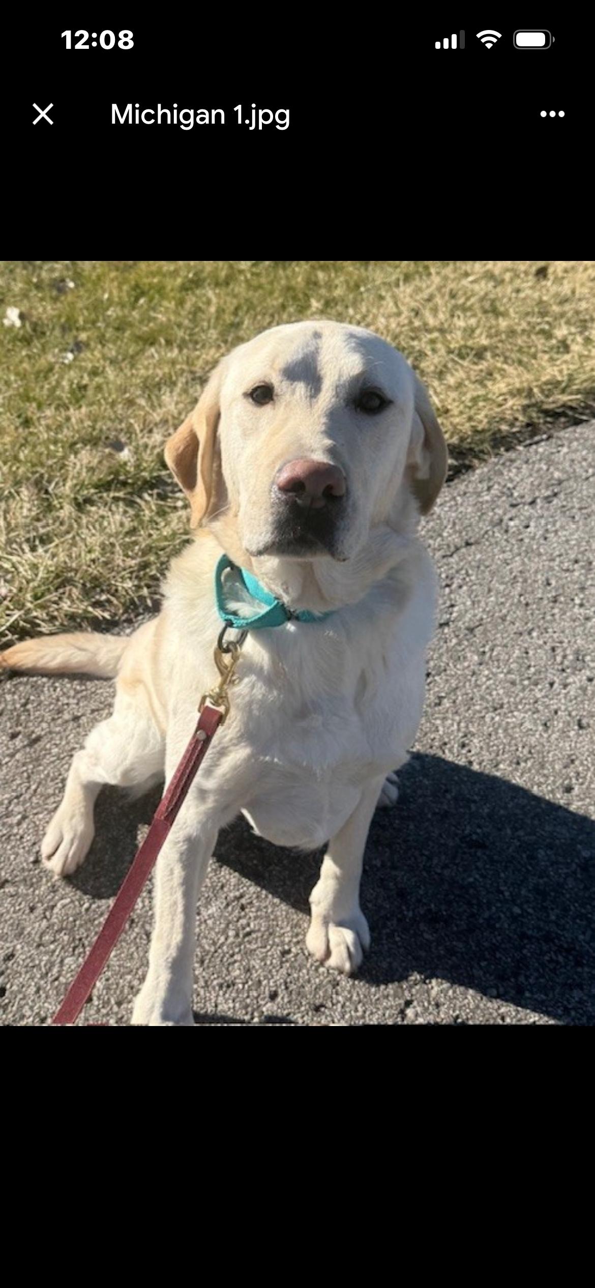 Enlarge Michigan , a ADOPTABLE Yellow Labrador Retriever in Saint Louis, MO image 1/1