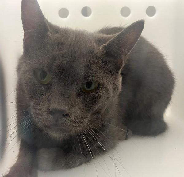 Tangy, Adoptable, Adult Male Domestic Short Hair.