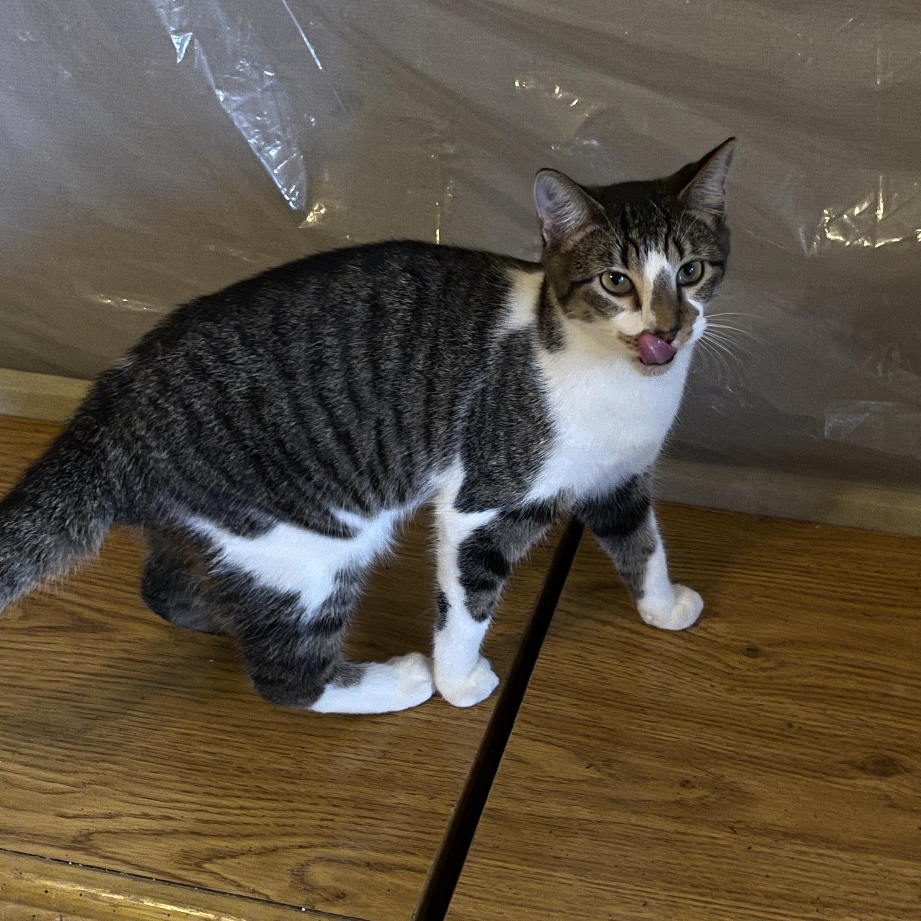 Dexter, Adoptable, Young Male Domestic Short Hair.