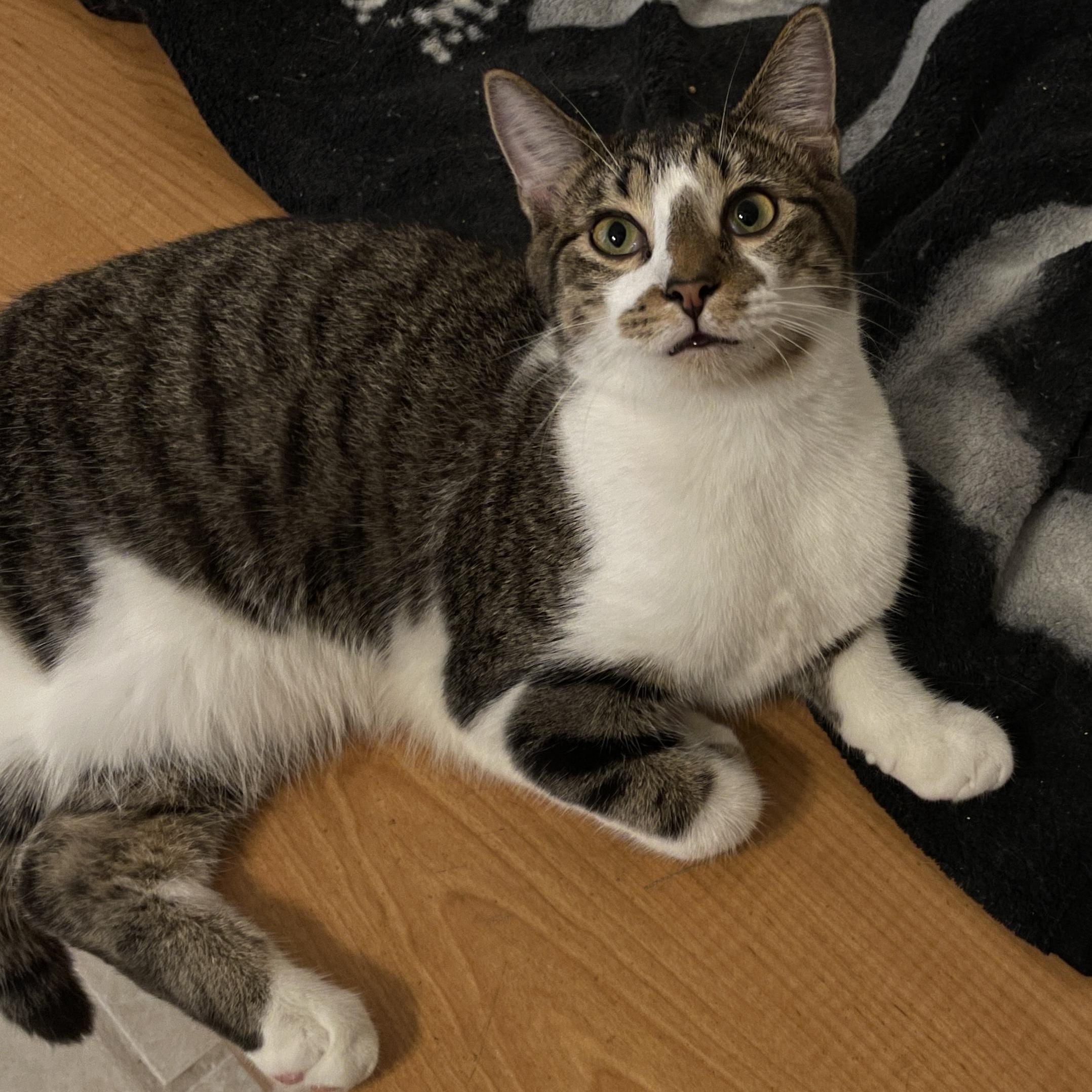 Dexter, a Adoptable Domestic Short Hair in Plantation, FL image 1/2