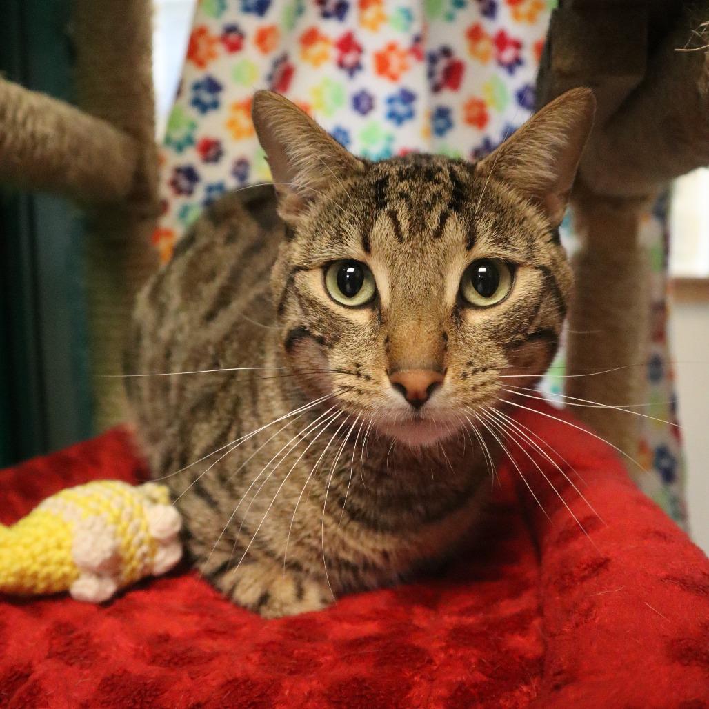 Tesla, Adoptable, Adult Male Domestic Short Hair.