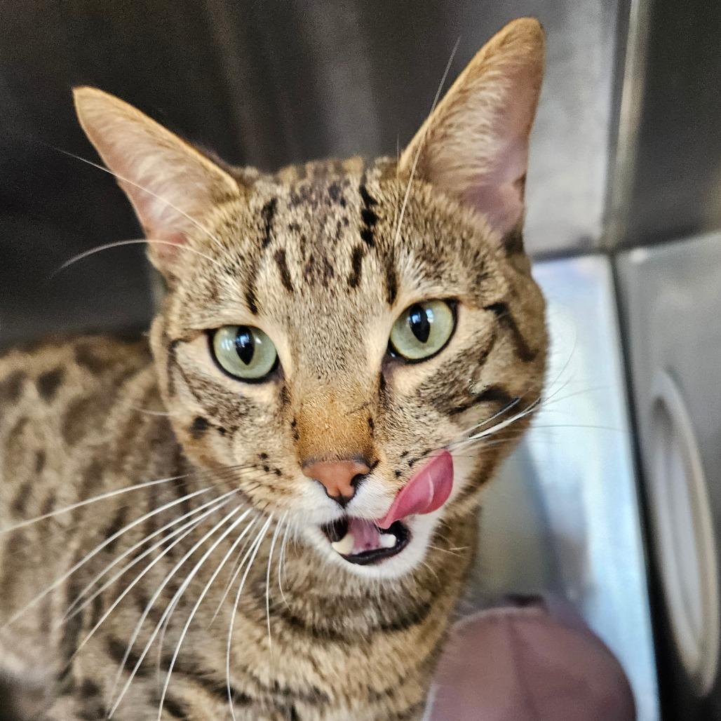 Tesla, a Adoptable Domestic Short Hair in Waukesha, WI image 2/2