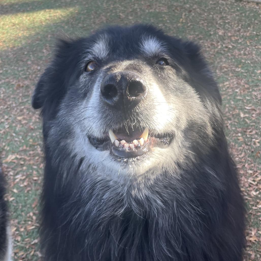 Saheri, Adoptable, Senior Male Husky.