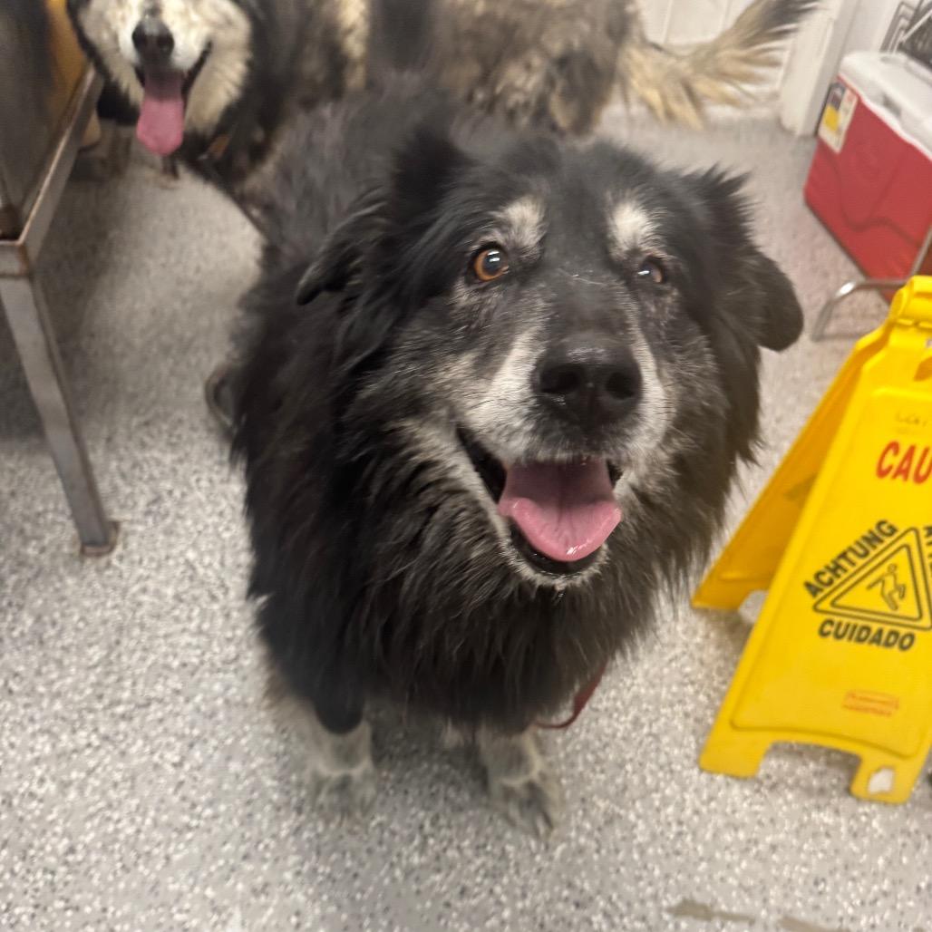 Saheri, a Adoptable Husky in Henderson, NV image 3/3