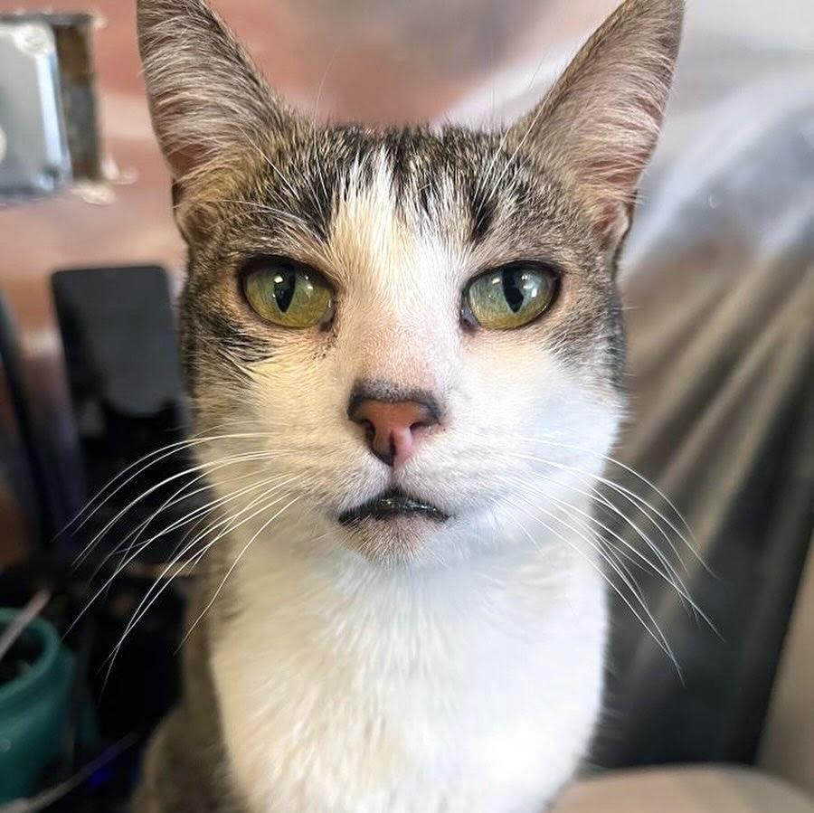 Elle @ Fat Cat Cafe, Adoptable, Adult Female Tabby.