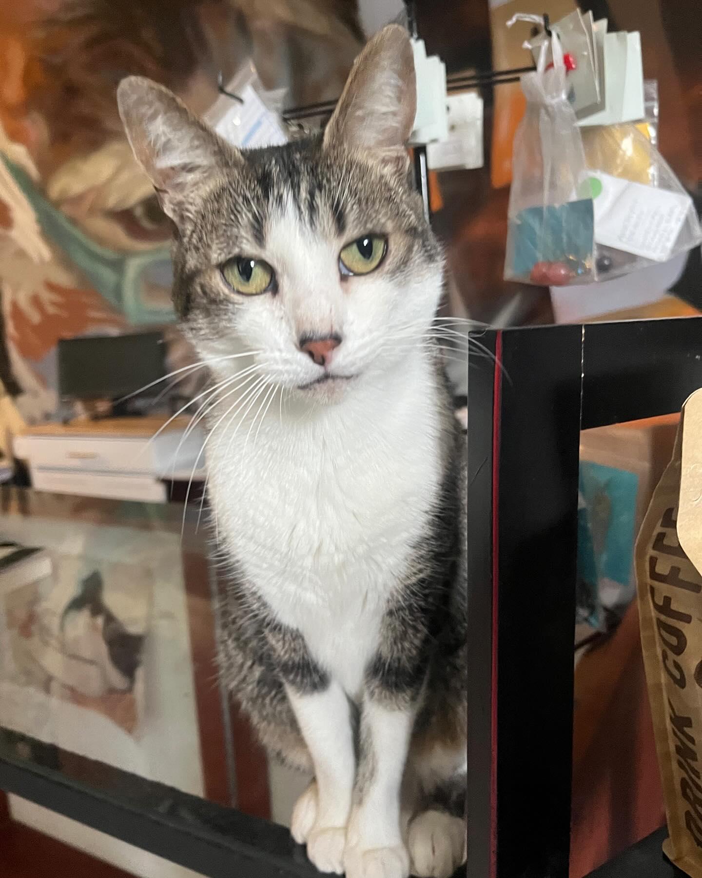 Elle @ Fat Cat Cafe, a Adoptable Tabby in Tallahassee, FL image 6/6