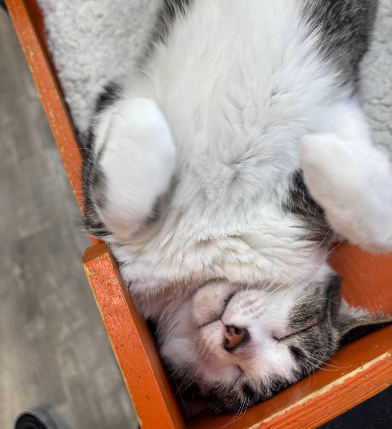 Elle @ Fat Cat Cafe, a Adoptable Tabby in Tallahassee, FL image 4/6