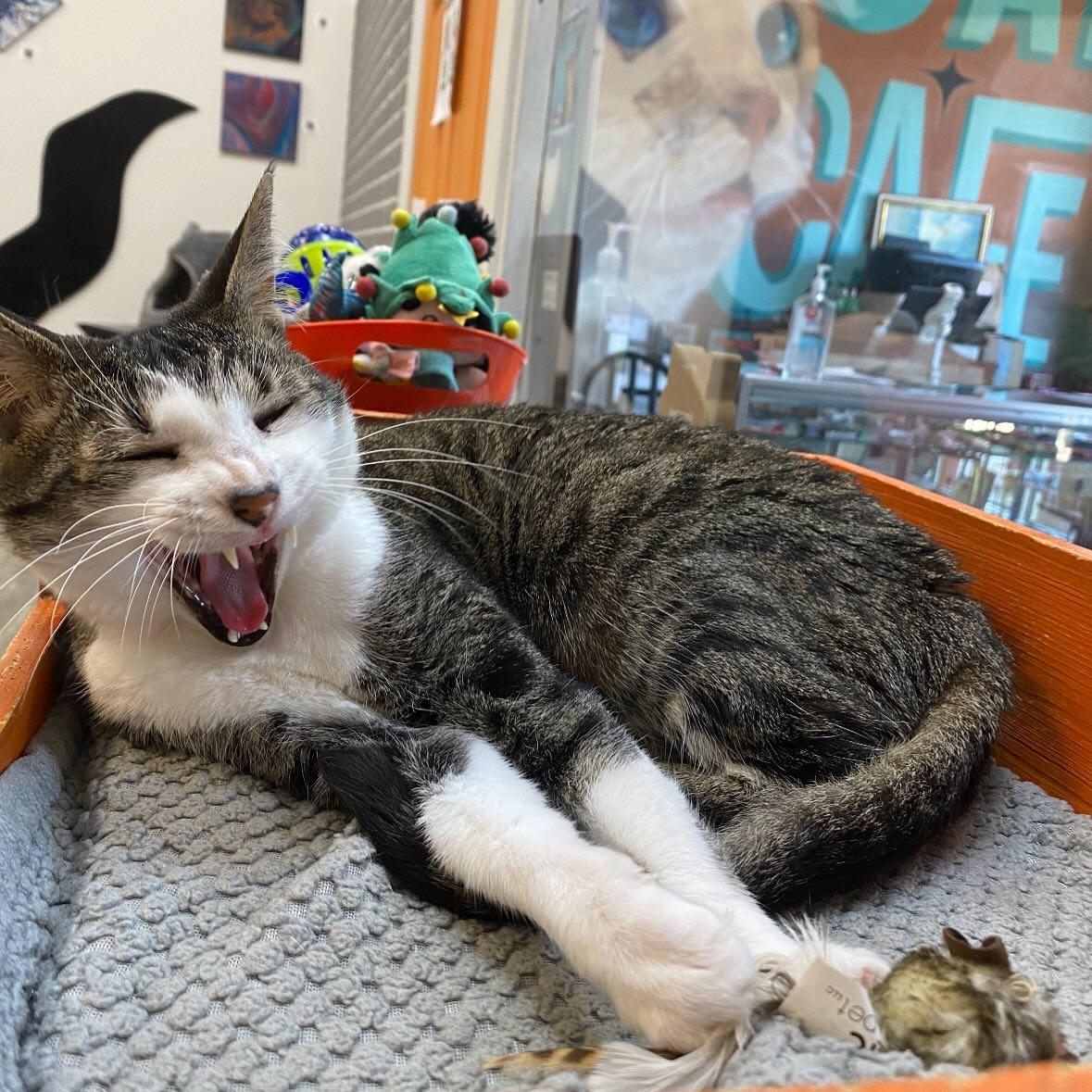 Elle @ Fat Cat Cafe, a Adoptable Tabby in Tallahassee, FL image 5/6