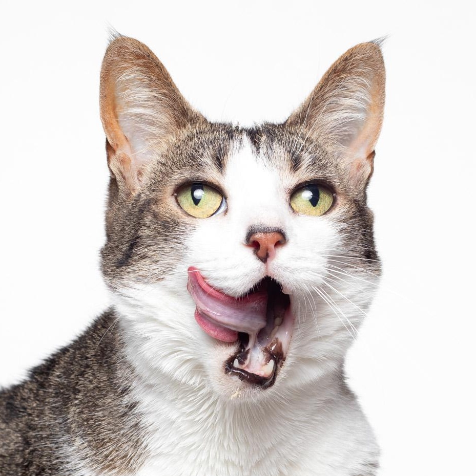 Elle @ Fat Cat Cafe, a Adoptable Tabby in Tallahassee, FL image 1/6