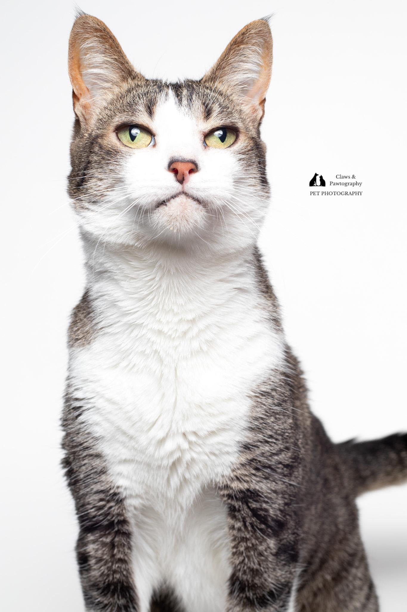 Elle @ Fat Cat Cafe, a Adoptable Tabby in Tallahassee, FL image 2/6