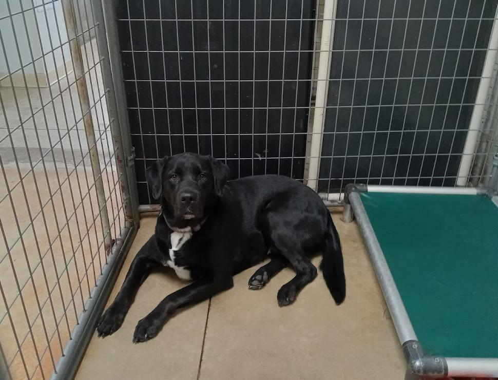Enlarge Sadie, a Adopted Black Labrador Retriever in Austin, MN image 1/2