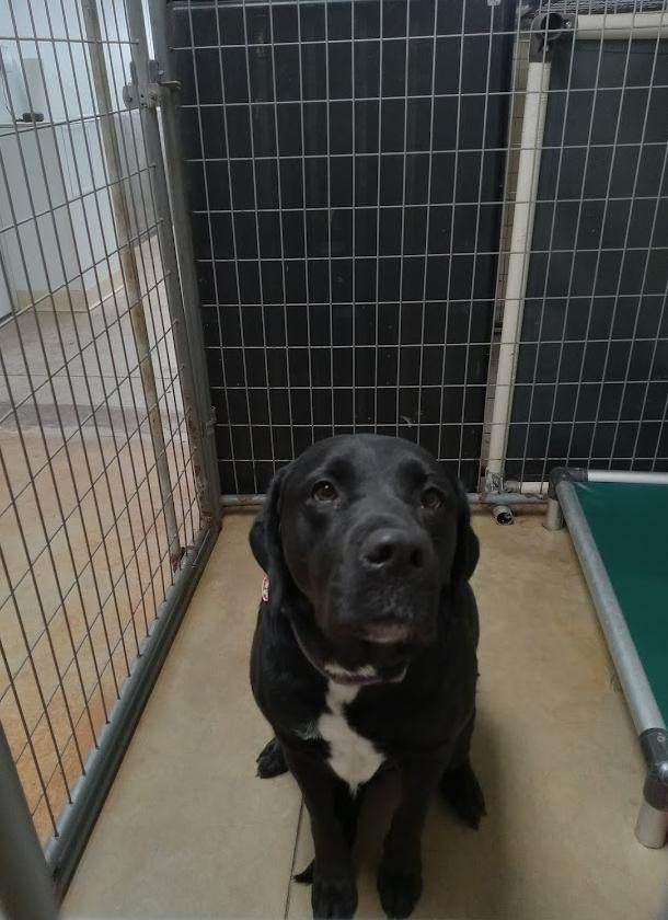 Enlarge Sadie, a Adopted Black Labrador Retriever in Austin, MN image 2/2