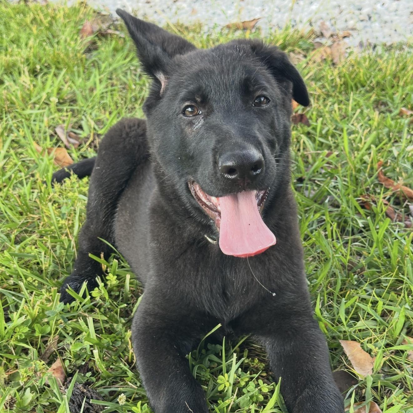 Enlarge Binks, an adopted German Shepherd Dog in Sewaren, NJ image 3/6