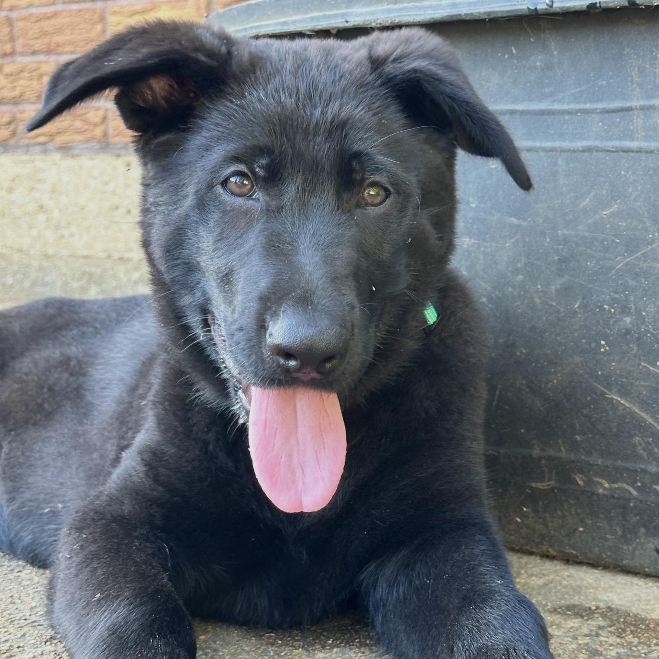 Enlarge Binks, an adopted German Shepherd Dog in Sewaren, NJ image 5/6