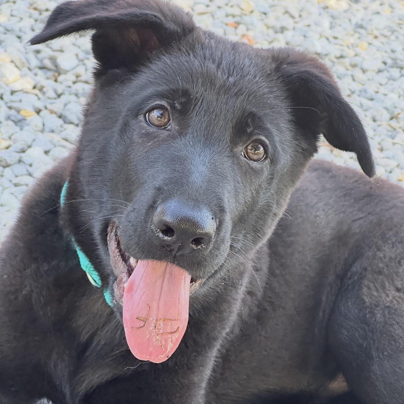 Enlarge Binks, an adopted German Shepherd Dog in Sewaren, NJ image 2/6