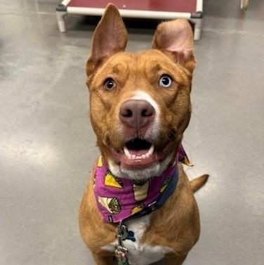Enlarge Apartment, a Adoptable mixed breed in Voorhees, NJ image 1/2