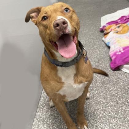 Enlarge Apartment, a Adoptable mixed breed in Voorhees, NJ image 1/3