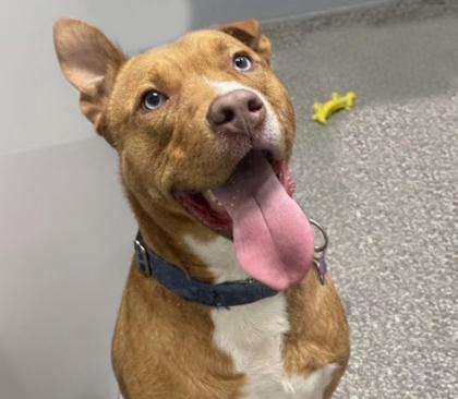 Enlarge Apartment, a Adoptable mixed breed in Voorhees, NJ image 2/3