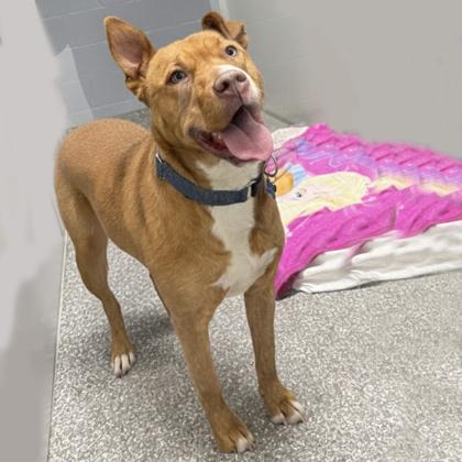 Enlarge Apartment, a Adoptable mixed breed in Voorhees, NJ image 3/3