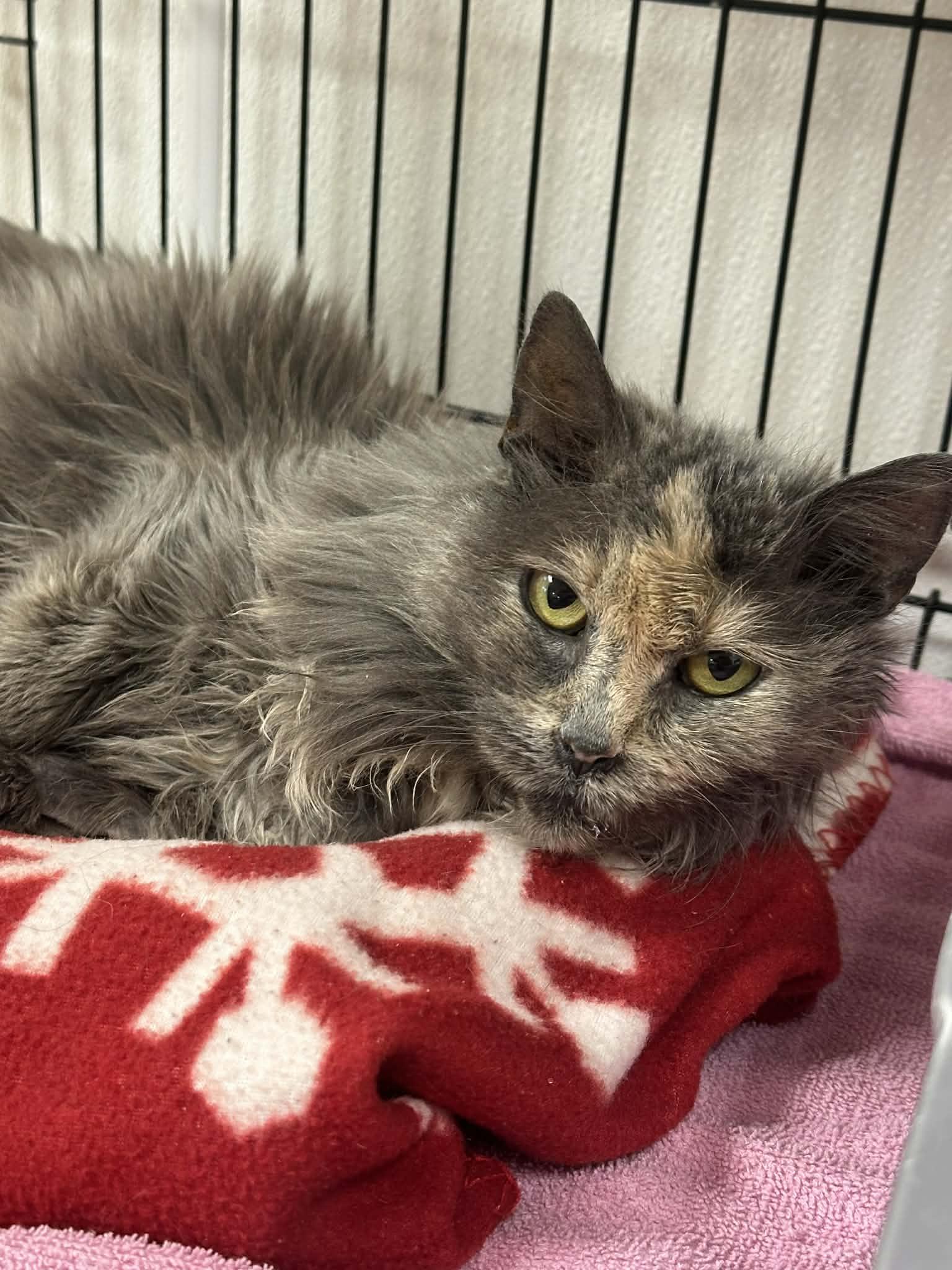 Enlarge Huggs, a Adoptable Dilute Calico in Mauston, WI image 2/2