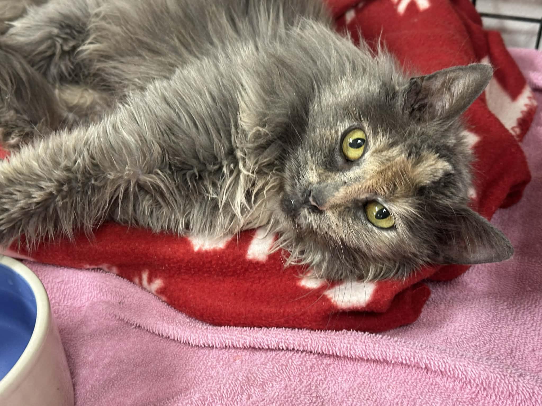 Huggs, Adoptable, Adult Female Dilute Calico.