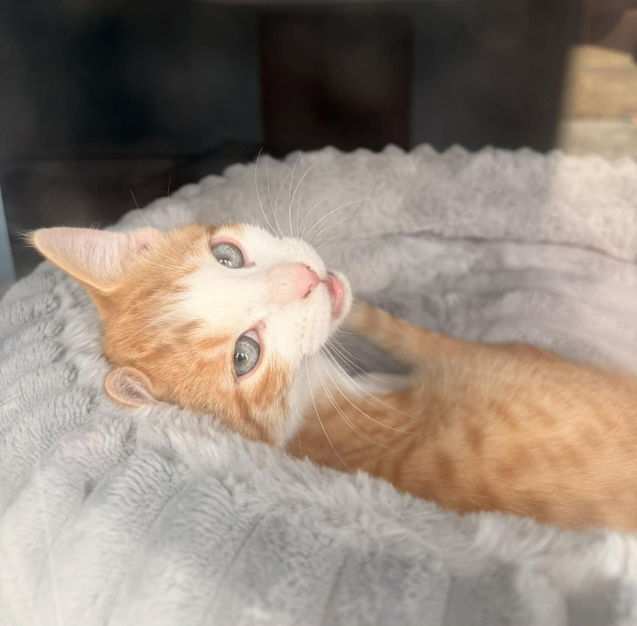 David Bowie, adopted, Kitten Male Domestic Short Hair.