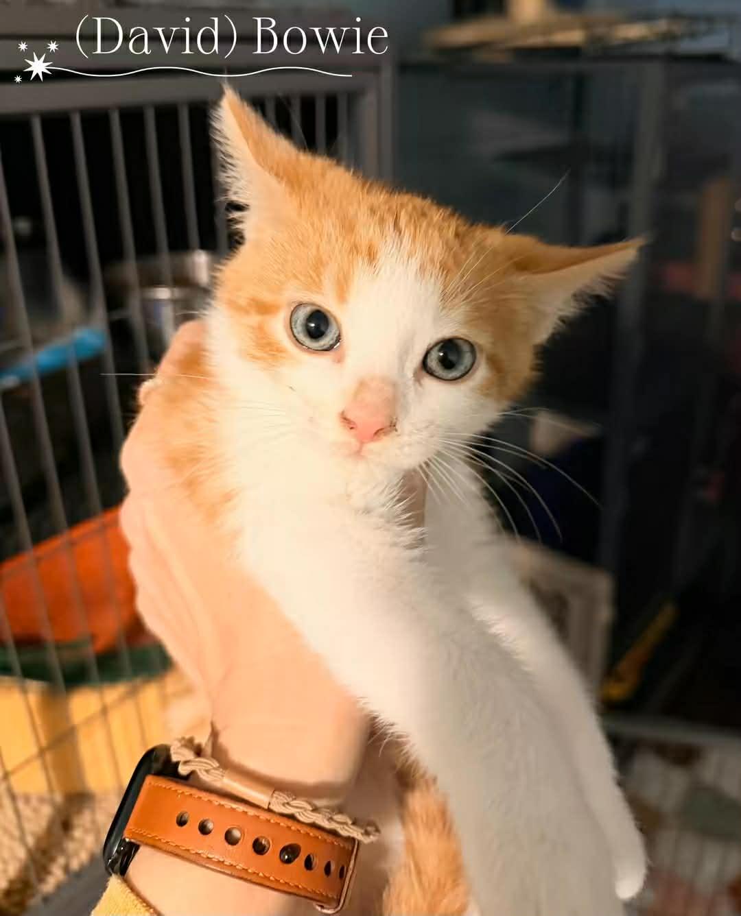 Enlarge David Bowie, an adopted Domestic Short Hair in Overland Park, KS image 2/3