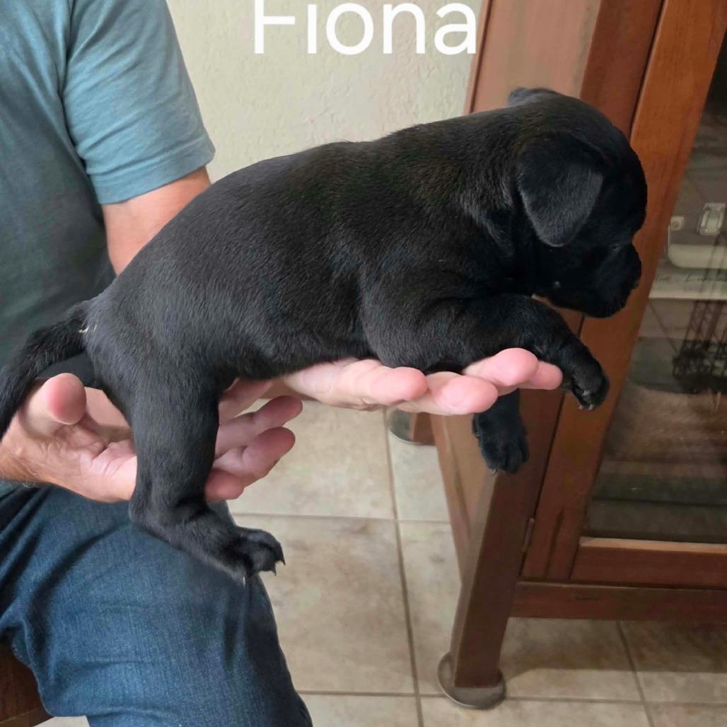 Fiona photo