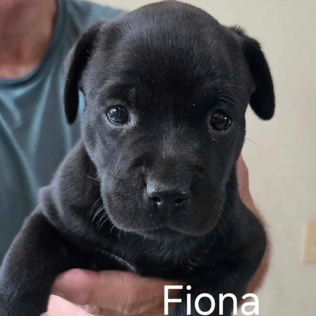 Enlarge Fiona, a Adoptable mixed breed in Wadena, MN image 2/2