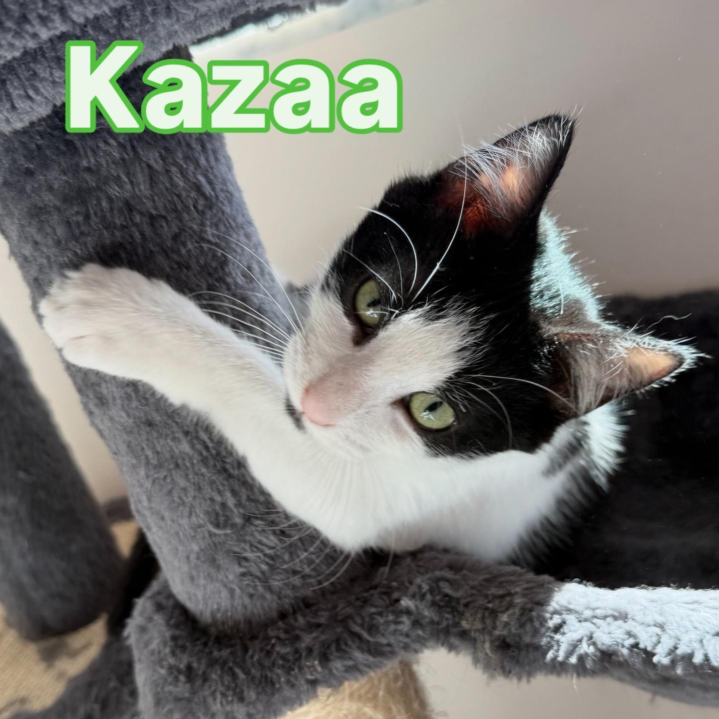 Enlarge Kazaa, a ADOPTABLE Domestic Short Hair in Parkland, FL image 3/6
