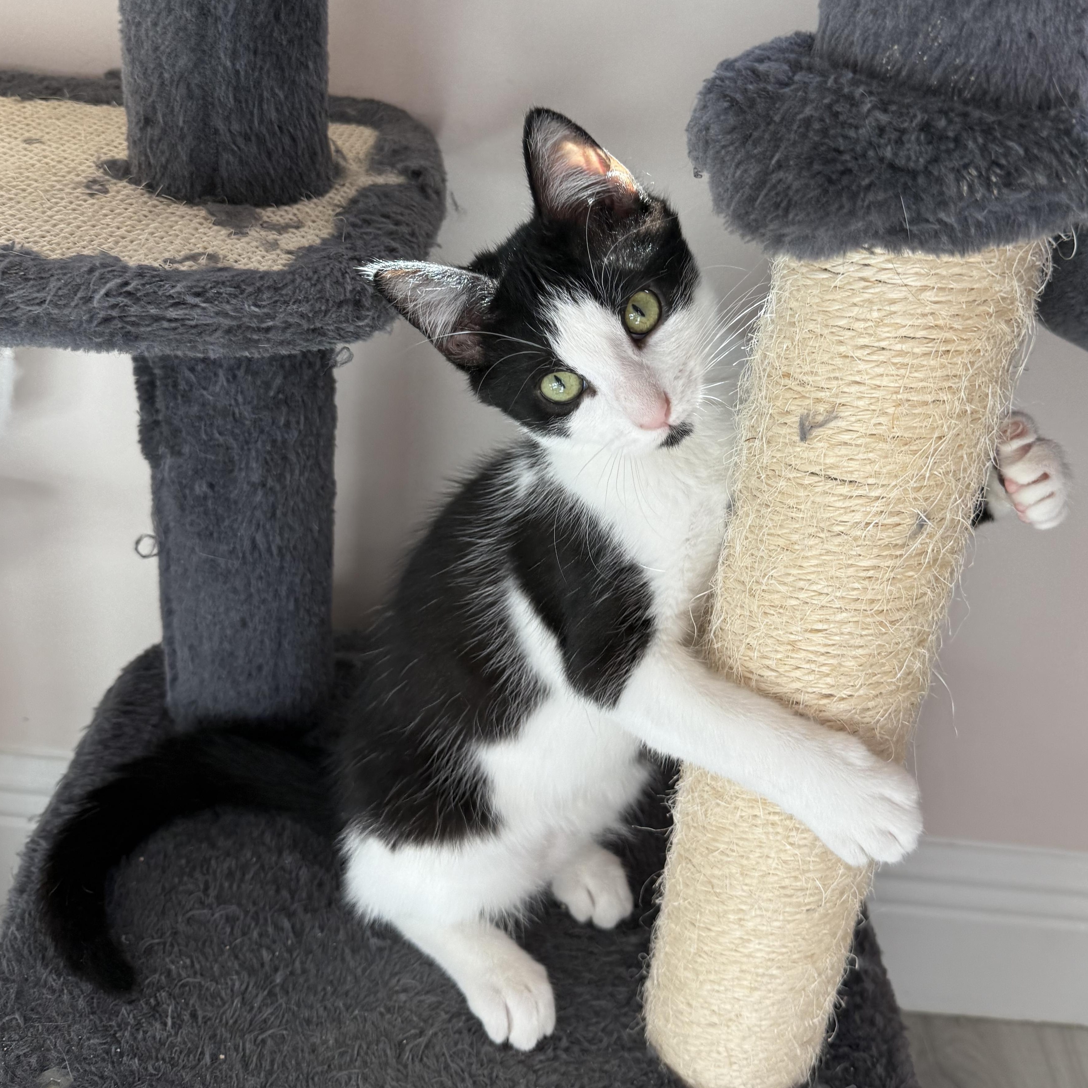 Enlarge Kazaa, a ADOPTABLE Domestic Short Hair in Parkland, FL image 1/6