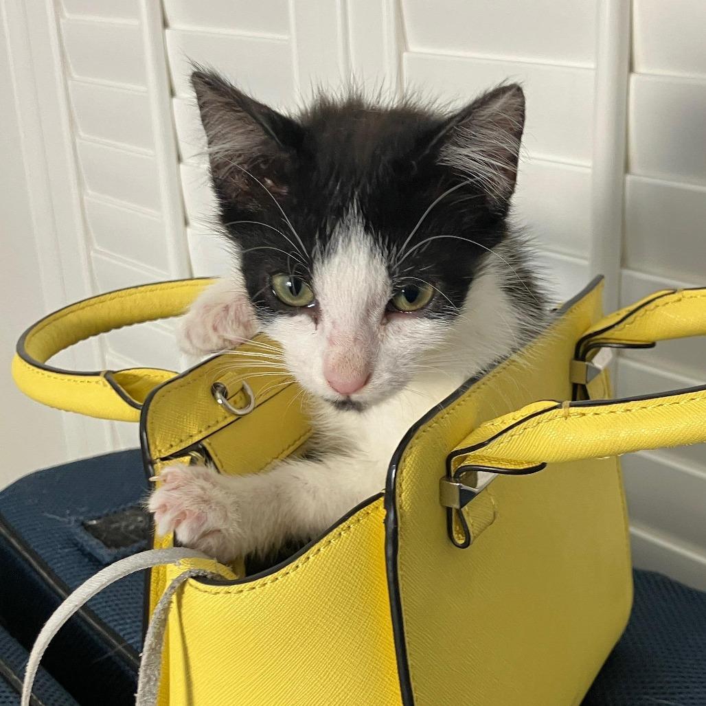 Enlarge Kazaa, a ADOPTABLE Domestic Short Hair in Parkland, FL image 1/1