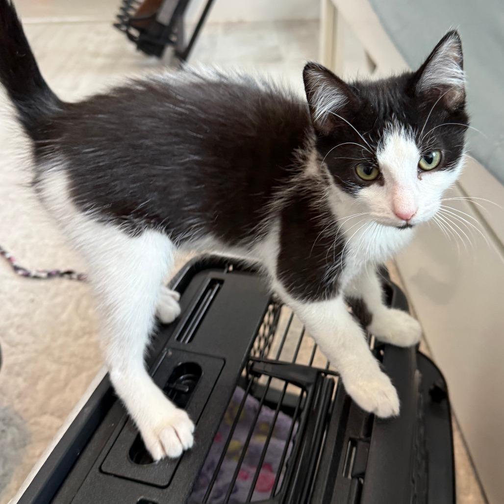 Enlarge Kazaa, a ADOPTABLE Domestic Short Hair in Parkland, FL image 6/6