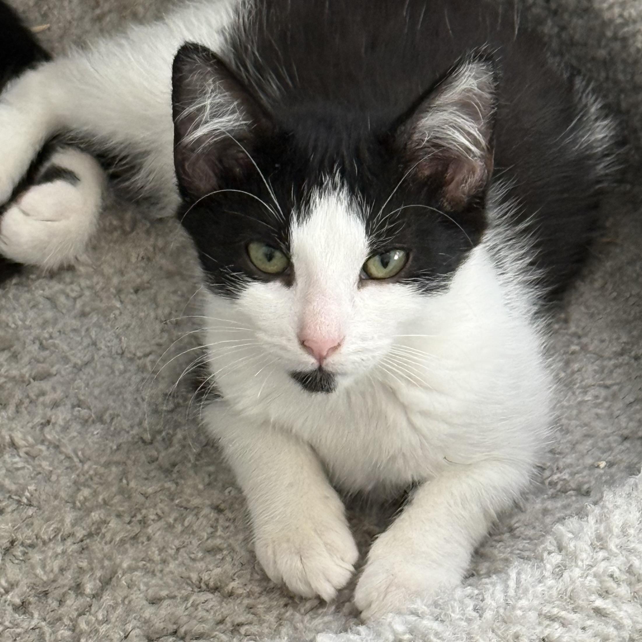 Enlarge Kazaa, a ADOPTABLE Domestic Short Hair in Parkland, FL image 4/6