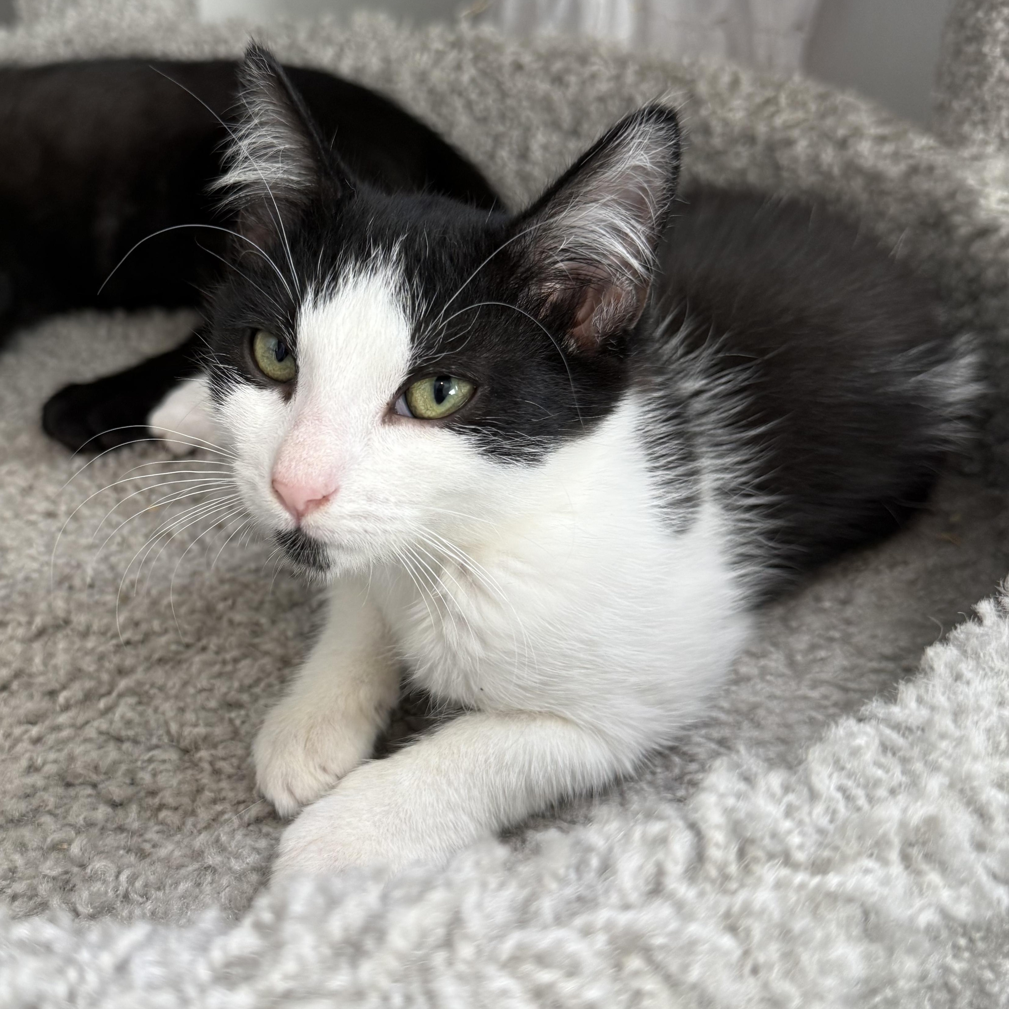 Enlarge Kazaa, a ADOPTABLE Domestic Short Hair in Parkland, FL image 5/6