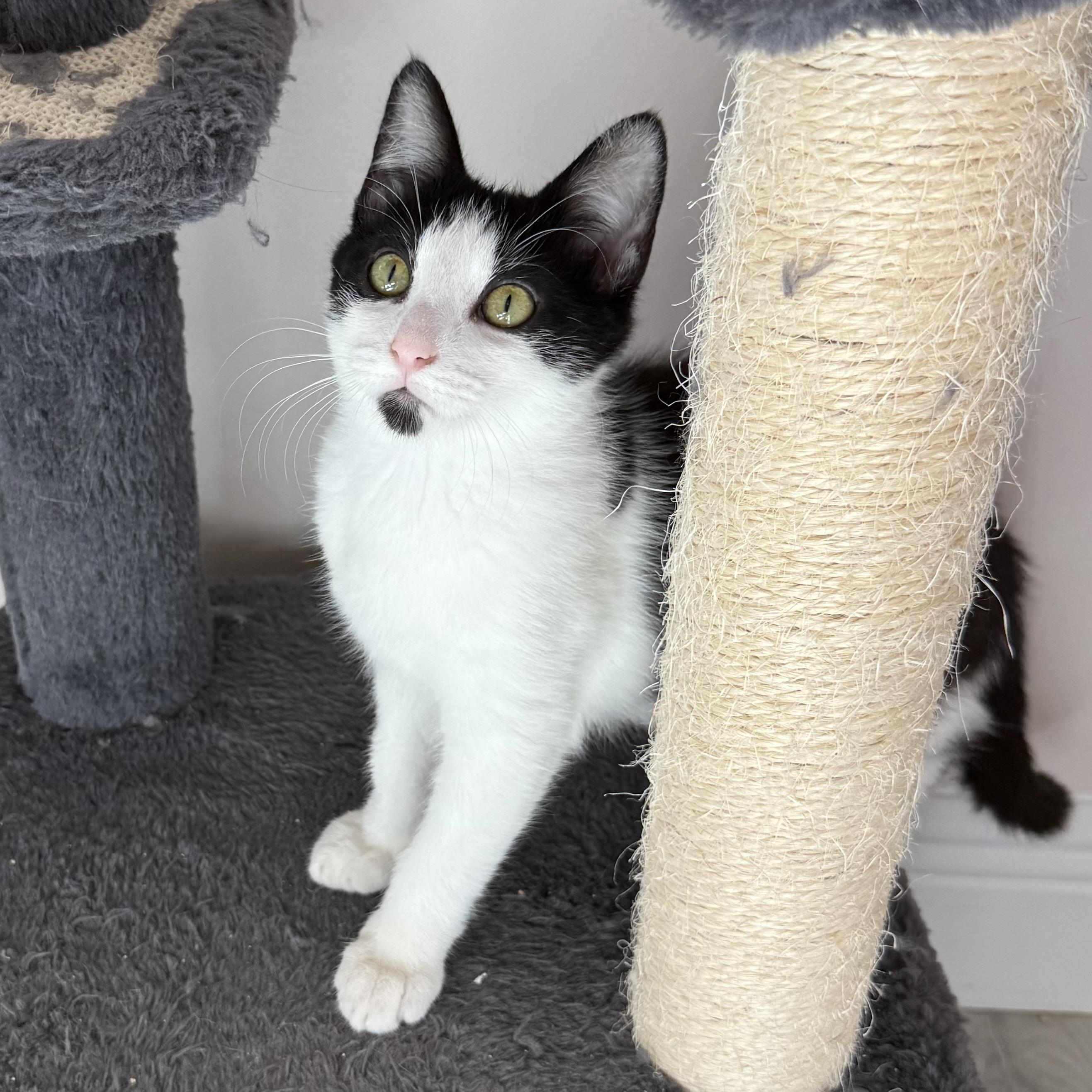 Enlarge Kazaa, a ADOPTABLE Domestic Short Hair in Parkland, FL image 2/6