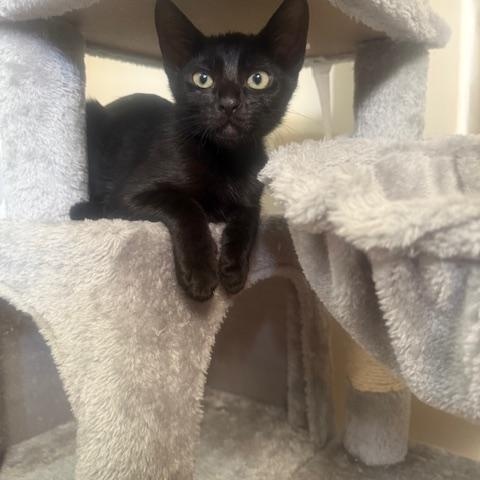 Ziggy, Adoptable, Kitten Male Domestic Short Hair.