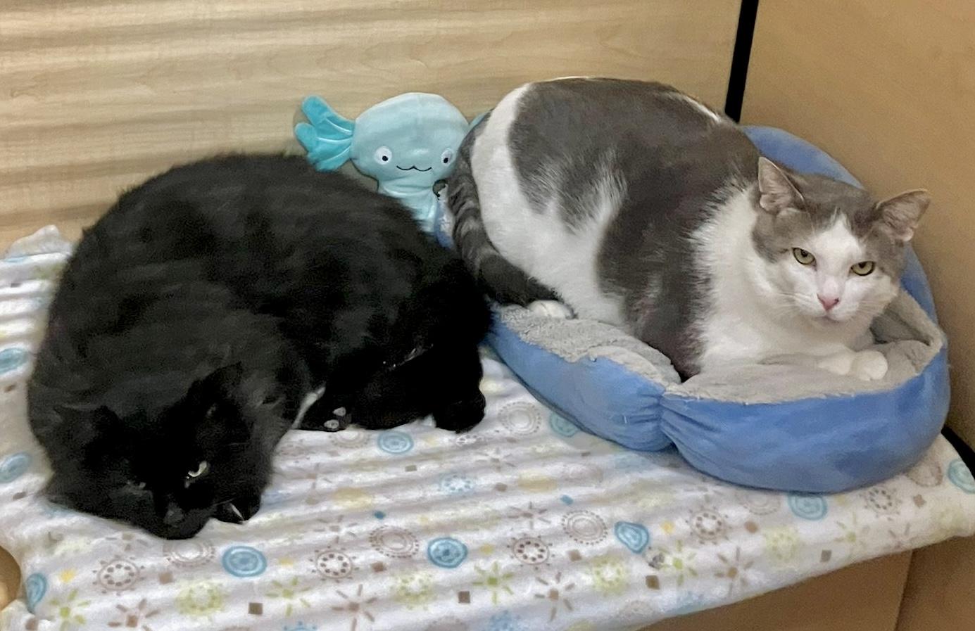 Enlarge Chase, an adopted mixed breed in Woodbridge, ON image 5/6