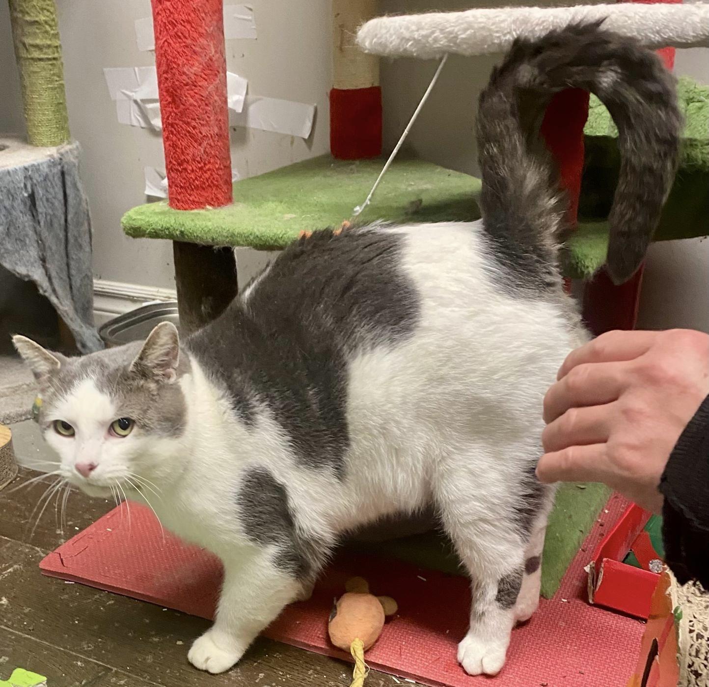 Chase, a ADOPTABLE mixed breed in Woodbridge, ON image 4/6