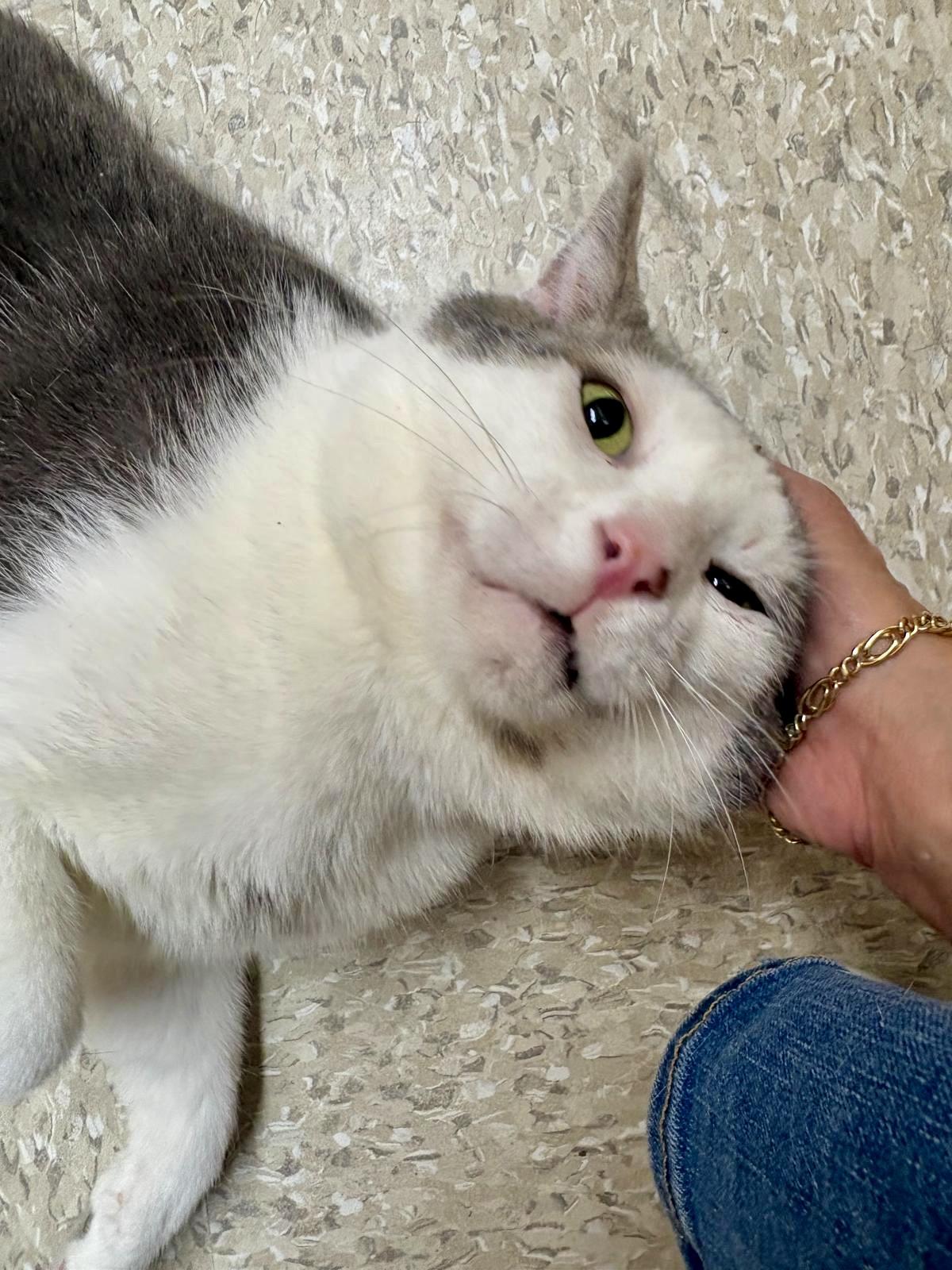 Chase, ADOPTABLE, Adult Male Domestic Short Hair.