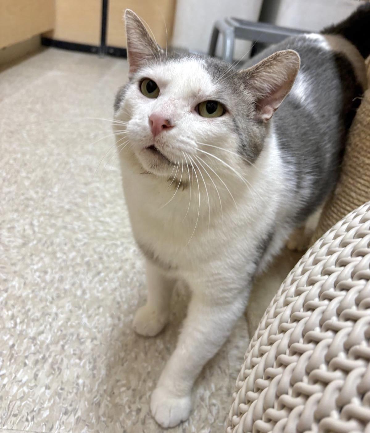 Enlarge Chase, an adopted mixed breed in Woodbridge, ON image 4/6