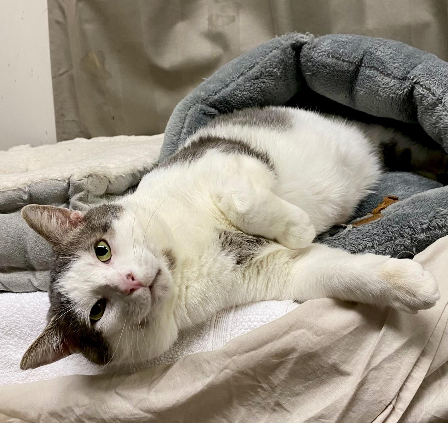 Chase, a ADOPTABLE mixed breed in Woodbridge, ON image 2/6