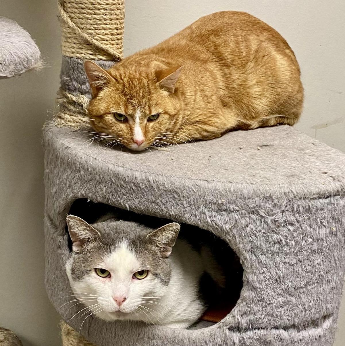 Chase, a ADOPTABLE mixed breed in Woodbridge, ON image 5/6