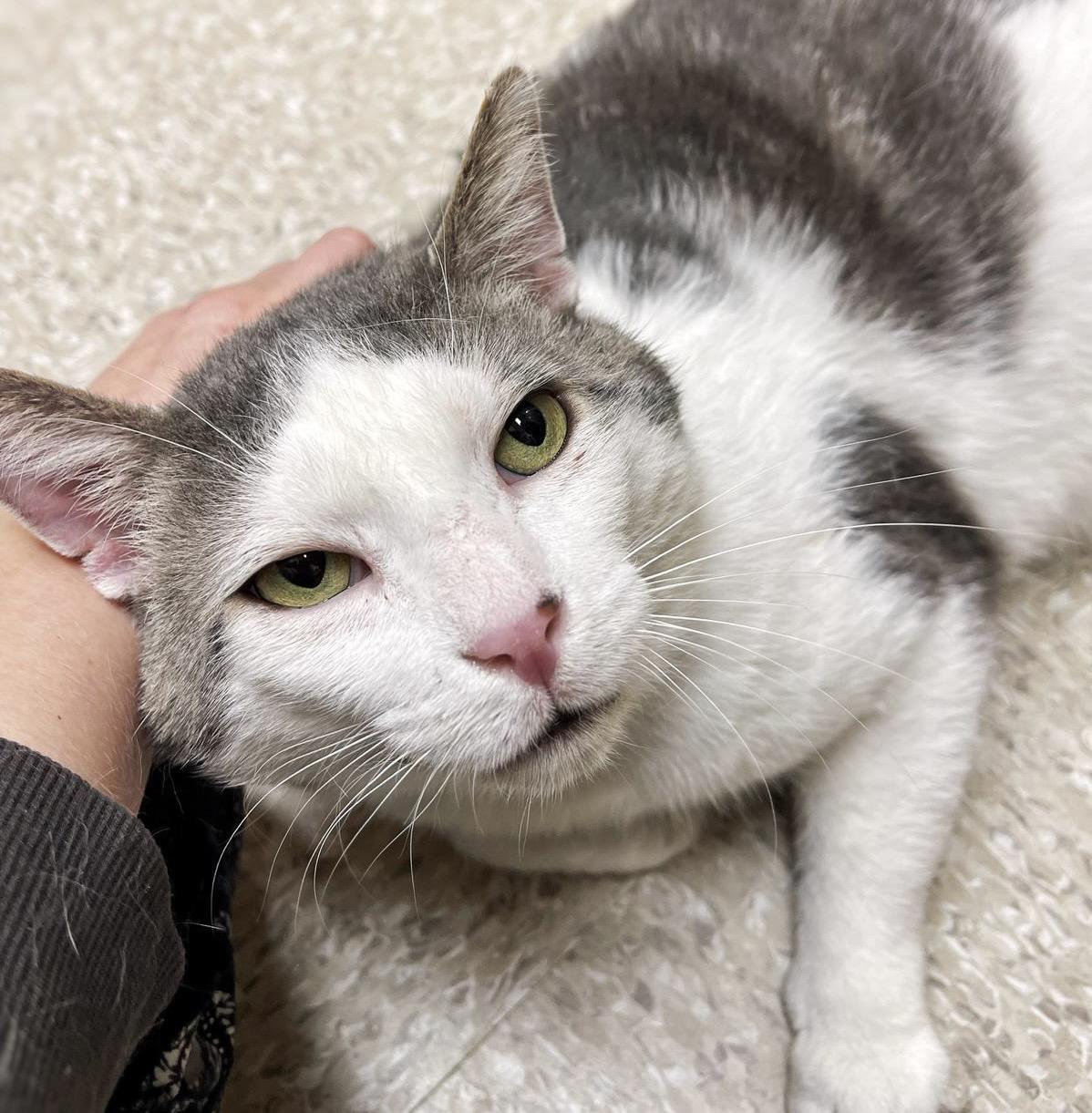 Enlarge Chase, an adopted mixed breed in Woodbridge, ON image 2/6