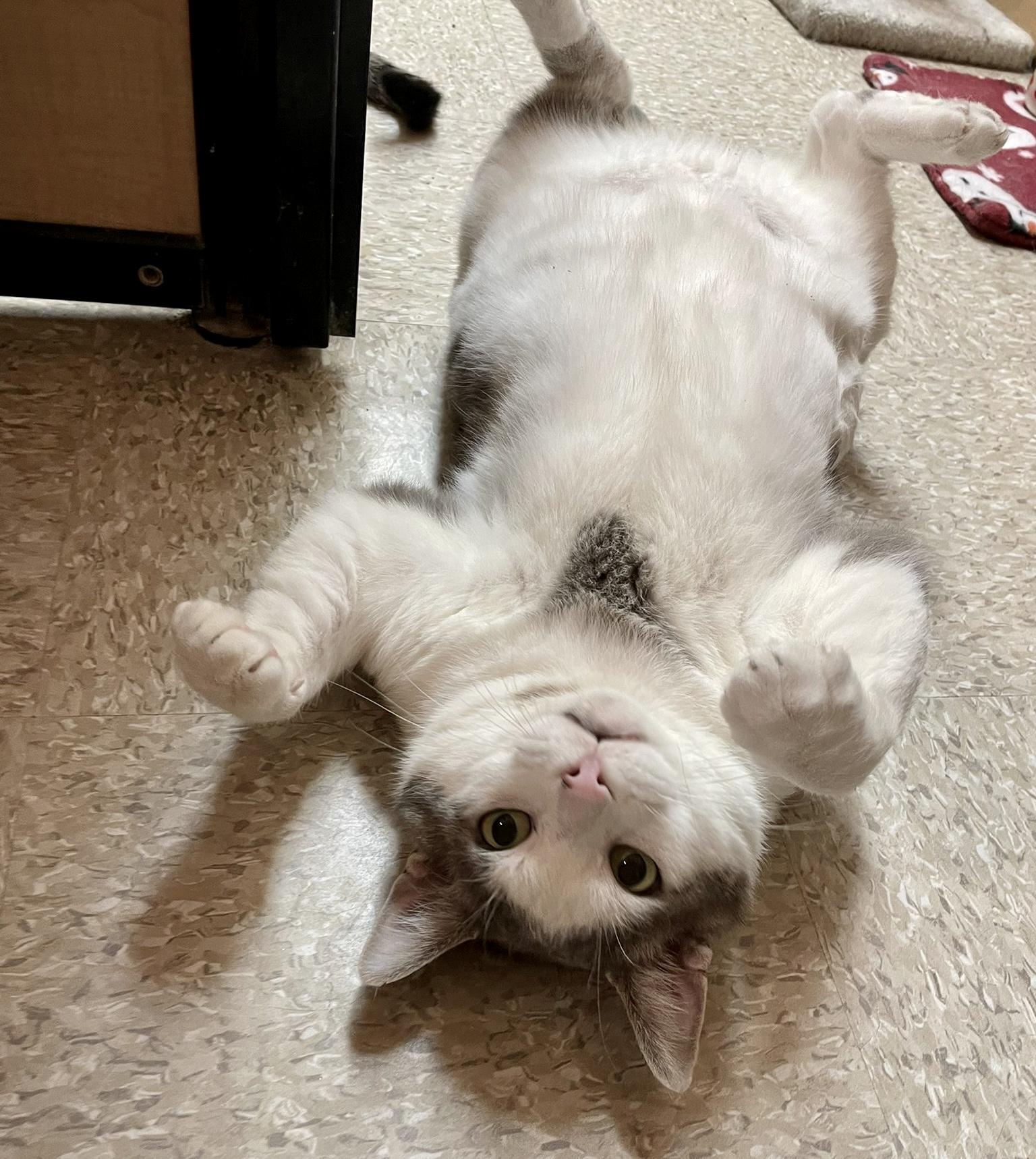 Enlarge Chase, an adopted mixed breed in Woodbridge, ON image 1/6