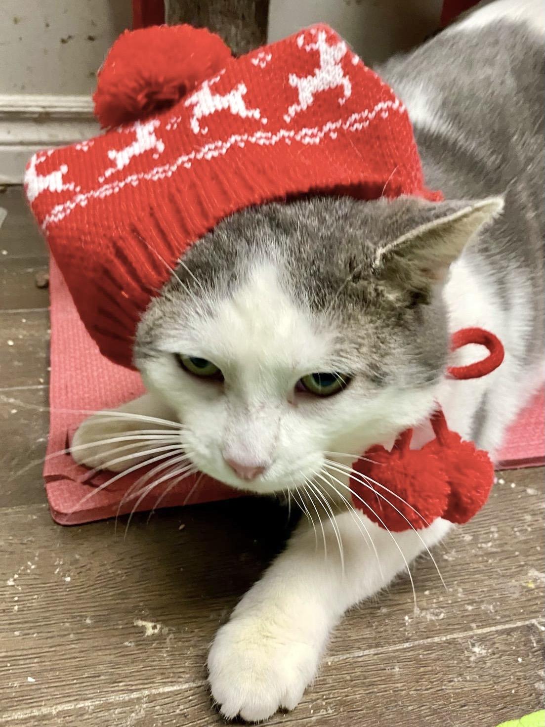 Chase, a ADOPTABLE mixed breed in Woodbridge, ON image 3/6